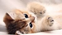 pic for Kitten Cute 